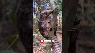 PANGOLIN - THE ARMORED MAMMAL