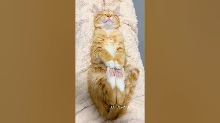 Watch the video about Sleep #cat #funny #mccattery #cute #shortvideo #kitten #catshorts