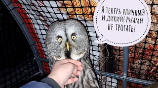 How did Kofi the owl spend his first day in the aviary? Artyom brought a gift for flying!