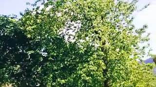 Lənkəran Biləsər Kəndi