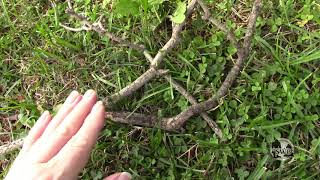 My Bigfoot Diary Part 91