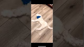Blue Eared Dog Gets Brushed Away || ViralHog
