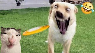 Funniest Animals 😄 New Funny Cats and Dogs Videos 😹🐶 2024 Part 60