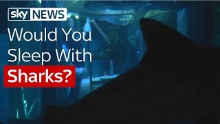Would You Sleep With Sharks? Profile