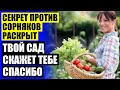Торнадо 500 как разводить с водой ❌ Как уничтожить борщевик на участке своими силами