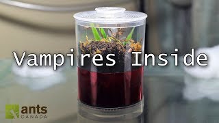 My Dracula Ant Colony  ants that suck blood