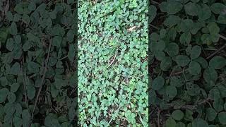 Not lucky when it’s in your lawn! Clover treatment and prevention tips | DoMyOwn.com