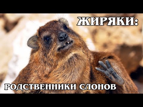 HYRAX: Relative of elephants, manatees and dinosaurs | Interesting facts about damans and animals
