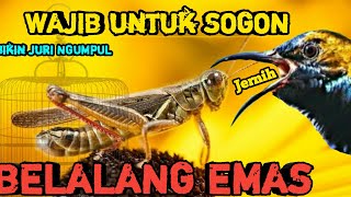 MASTERAN SOGON SUARA BELALANG EMAS