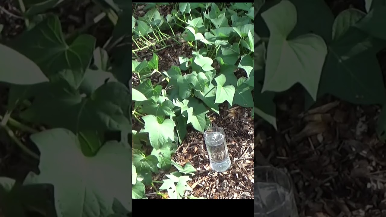 How to root sweet potato vines