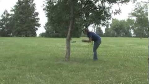 Measuring LAI of a Tree