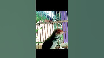 tembakan pedas prenjak lumut#prenjaklumutgacor #prenjakmerah #prenjakgunung #shorts