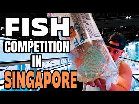 FROM THE U.S.  to SINGAPORE – Chasing a FISH TROPHY!