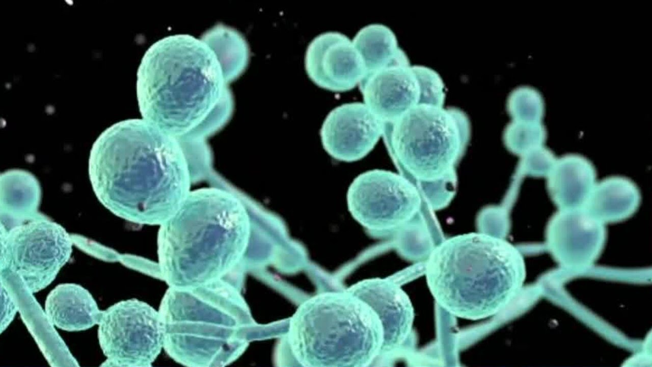 Deadly fungal infection spreading in U.S., CDC warns - YouTube