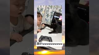 寝かしつける前にこれは勘弁してくれwwww #おもしろ #元気お届け #猫パンチ #かわいい