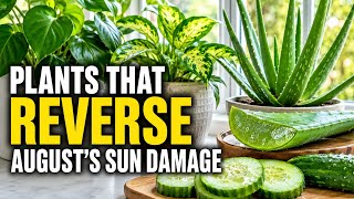 20 Indoor Plants That Reverse August s Sun Damage On Your Skin