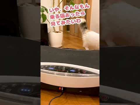 いや、そんな猫おる…？【おしゃべりする猫】 #Shorts