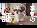 【シーズー】※本気になると舌が出ちゃいますwww【犬vlog】