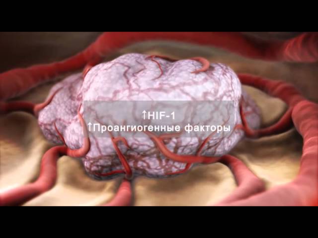 Механизм действия препарата Анифитор