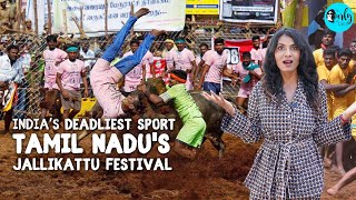 India's Deadliest Bull Taming Festival - Jallikattu In Tamil Nadu Ft. Neha Nambiar | Curly Tales