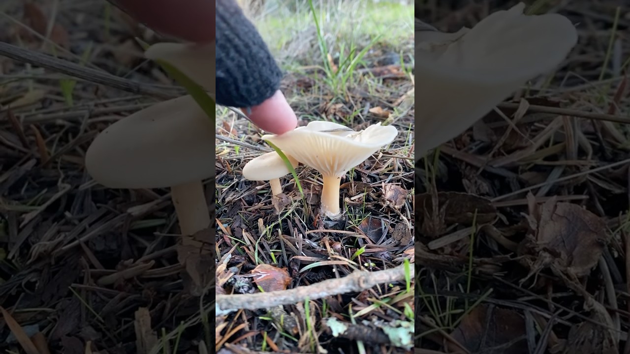 🍄‍🟫 Clitocybe (?) 