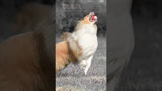 Most useful thing you taught your dog? || #edit #shorts #fypシ #trending #viral