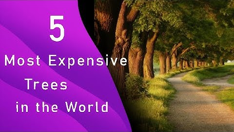 Top 10 most expensive trees in the world năm 2024