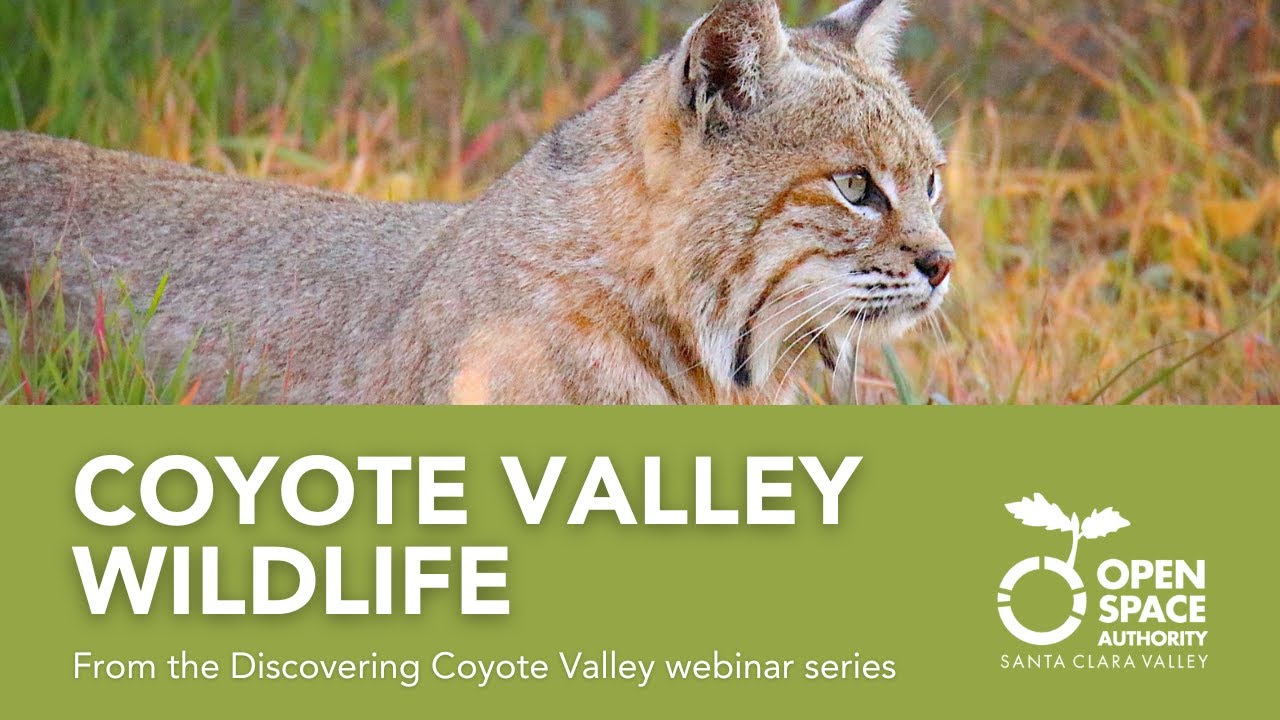 Coyote Valley Wildlife - YouTube
