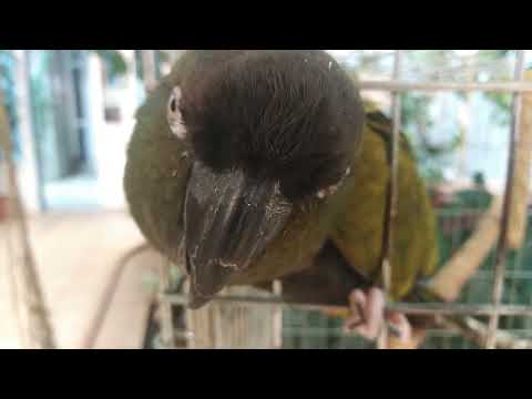 Это Патагонский попугай Френки!