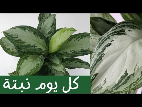 كل يوم نبتة الحلقة 5 نبات الأجلونيما      5   