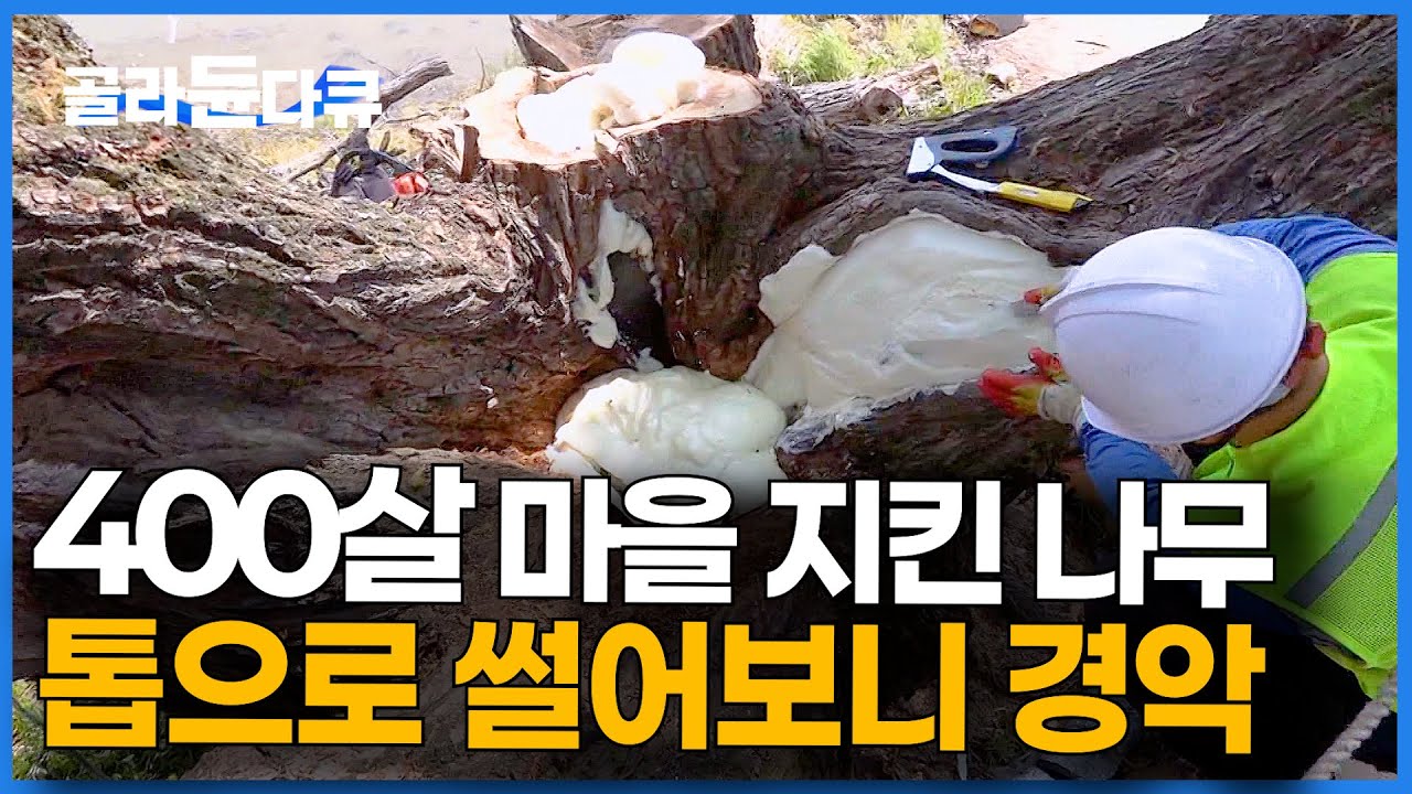 400년 동안 한자리에 있던 나무를 베어봤더니 세상에. 바로 의사 불러 외과 수술 했습니다｜극한직업｜#골라듄다큐