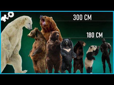 Video: El oso más grande del mundo: foto