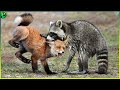 10 savage moments of raccoons chasing and killing animals mercilessly