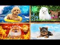 ¡Adoptamos Mascotas 4 Elementos! Habitaciones Secretas para perros de Fuego, Agua, Aire y Tierra