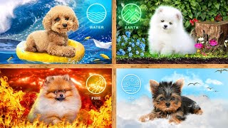 ¡Adoptamos Mascotas 4 Elementos! Habitaciones Secretas para perros de Fuego, Agua, Aire y Tierra