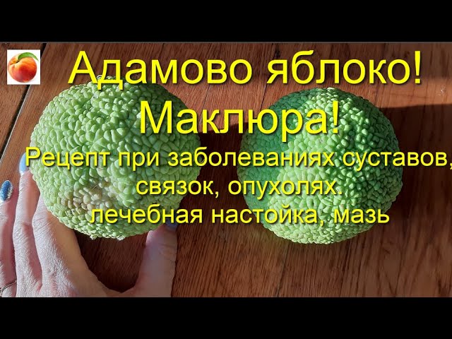 Адамово яблоко для суставов отзывы. Адамово яблоко маклюра мазь. Адамова яблока для суставов. Настойка из маклюры для суставов. Адамово яблоко мазь для суставов.