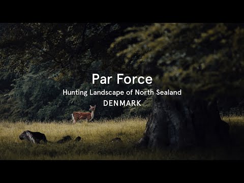 Video: Parfors hunting: history, process and type of hunting with hounds