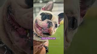 Meet Ralphie the Rescue Dog | Chem-Dry's Real Talk #chemdry