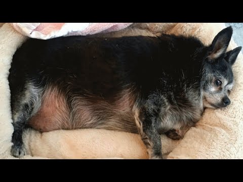 Senior chihuahua was sad and obese. So this woman adopted him.