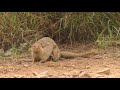 mating mongoose...