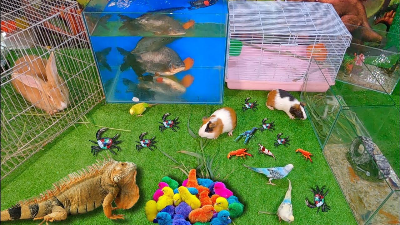 Bắt cá cảnh dễ thương, cá koi, cá rô báo, bọ ú, tôm bảy màu, kì nhông, thỏ, cua