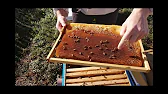 ПАСЕКА на РОЯХ # Apiary for swarms