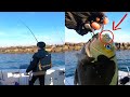 Catching many huge opaleye in a short time