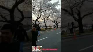 Bunga Sakura Di Musim Semi Korea Selatan Wow Amazing