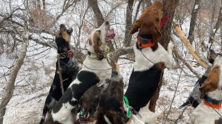 2022 Utah Mountain Lion Hunt with Hounds: These young dogs made us proud!