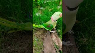 chintu kon si school kon si class ma padth tha ?? youtubeshorts parrotcomedy parrotfunnyvideo