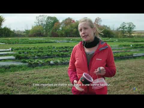 Vidéo: Identification de la mouche du bleuet - Gérer les asticots du bleuet dans le jardin