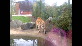Marwell Zoo Trip - Part 1 Mobile Edition screenshot 5