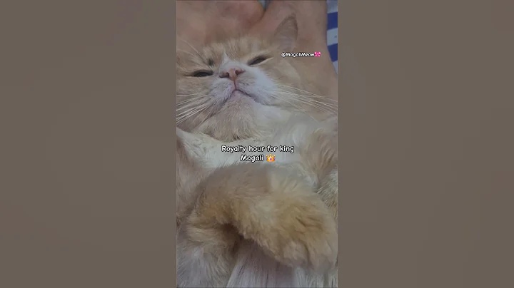 Video 9855741: cat grooming cute, cat grooming funny