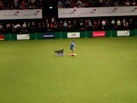 DFS Crufts 2010 Freestyle richard curtis